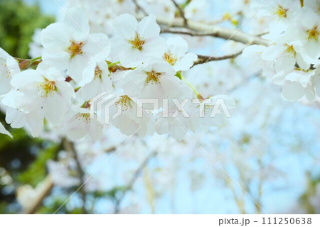 枝先に咲くソメイヨシノ 111250638