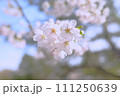青空と枝先に咲くソメイヨシノ 111250639