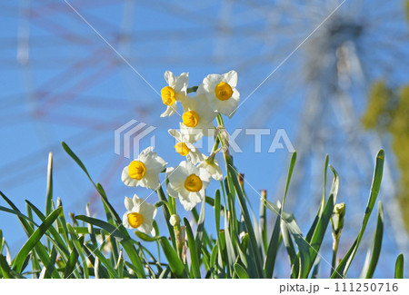 早春の花 111250716