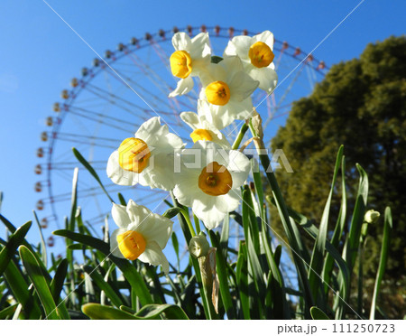 水仙公園 111250723