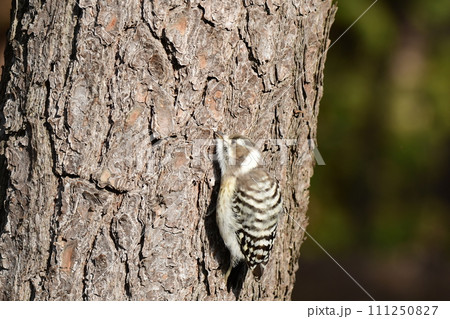 夢中で虫を探すコゲラ 111250827