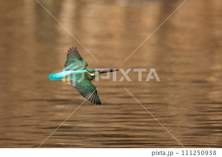 冬枯れを映す水面をさっそうと飛ぶカワセミ成鳥 111250938