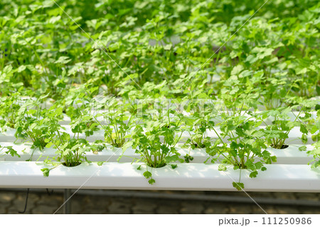 Hydroponics vegetables plant (Coriander) growing in greenhouse Hydroponics vegetables plant (Coriander) growing in greenhouse 111250986