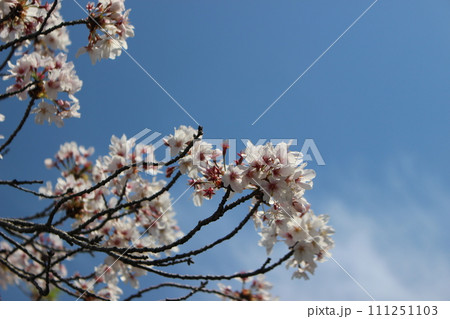 青空に映える桜　花見 111251103