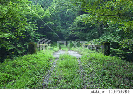 森の中砂利道と古びた石橋 森の中砂利道と古びた石橋 111251201