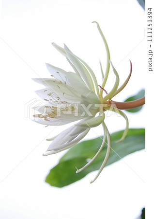 十三夜美人の花20220901 111251394