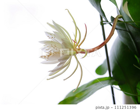 十三夜美人の花20220903 111251396