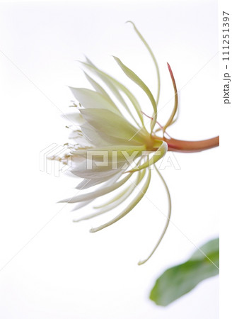 十三夜美人の花20220904 111251397