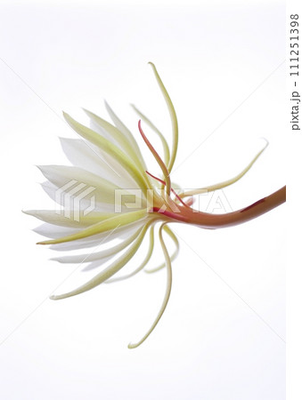 十三夜美人の花20220905 111251398