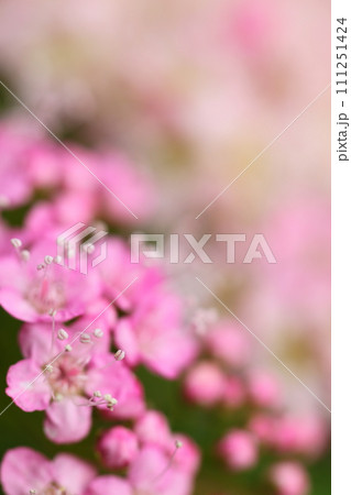 源平シモツケの花 111251424