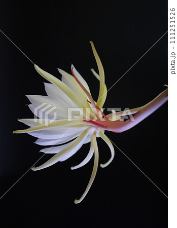 十三夜美人の花20220907 十三夜美人の花20220907 111251526