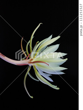 十三夜美人の花20220908 十三夜美人の花20220908 111251527
