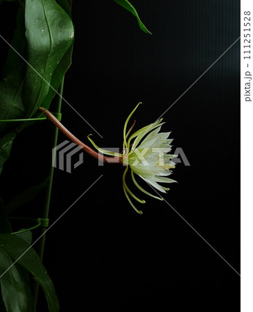 十三夜美人の花20220909 111251528