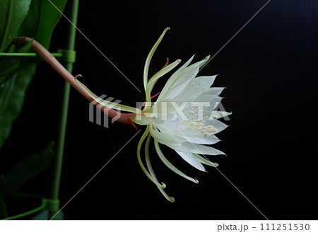 十三夜美人の花20220911 111251530