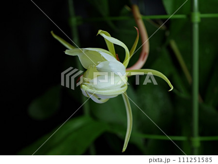 十三夜美人の花20220914 111251585