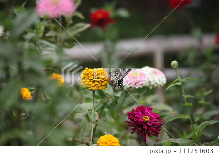 ヒャクニチソウの花とアゲハチョウ ヒャクニチソウの花とアゲハチョウ 111251603