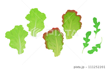 レタスとルッコラのイラスト 111252201