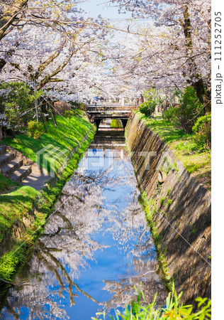 春の京都 桜満開の哲学の道 春の京都 桜満開の哲学の道 111252705