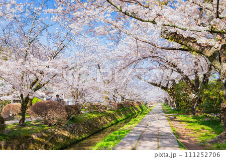 春の京都 桜満開の哲学の道 春の京都 桜満開の哲学の道 111252706