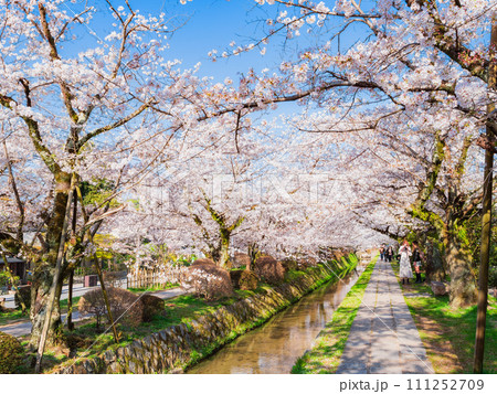 春の京都 桜満開の哲学の道 春の京都 桜満開の哲学の道 111252709