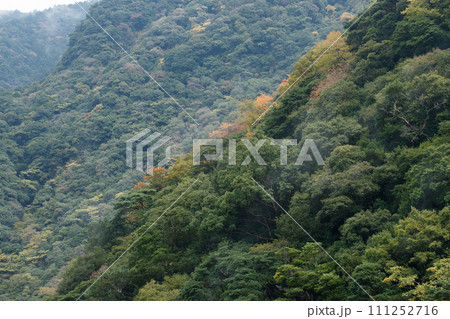 綾の照葉樹林の秋 111252716