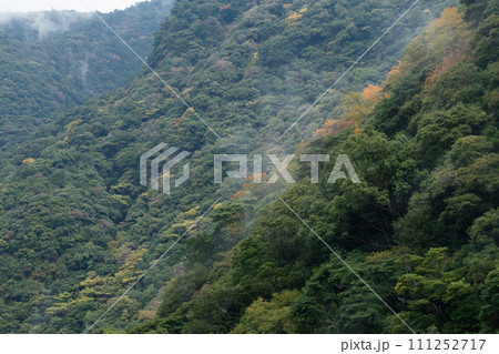 綾の照葉樹林の秋 111252717