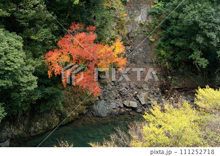 綾の照葉樹林の秋 111252718