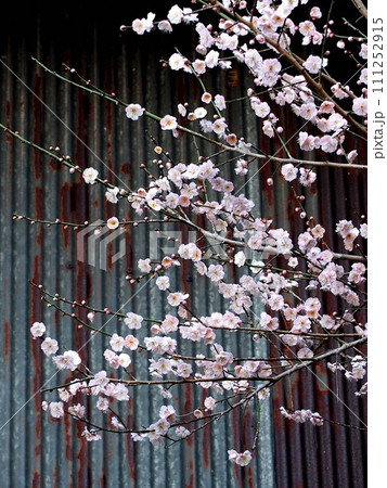 トタン小屋近くの紅梅(枝についたピンクの梅の花とつぼみ) トタン小屋近くの紅梅(枝についたピンクの梅の花とつぼみ) 111252915