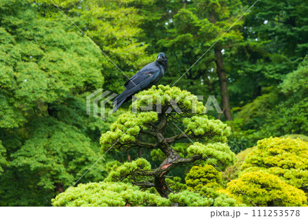 東京の初夏 明治神宮御苑 カラスと松 東京の初夏 明治神宮御苑 カラスと松 111253578