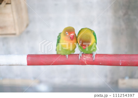 cute and adorable lovebird 111254397
