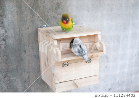 cute and adorable little bird cute and adorable little bird 111254402