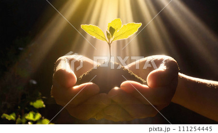 光が当たり、土から芽が出た植物を両手に持った画像 光が当たり、土から芽が出た植物を両手に持った画像 111254445