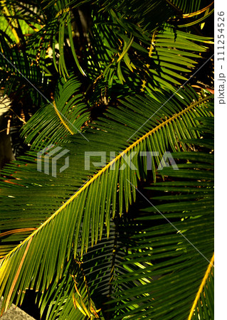 ソテツの葉 ソテツの葉 111254526