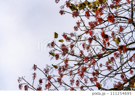 ナンテンに似た赤い実をつけるイイギリ ナンテンに似た赤い実をつけるイイギリ 111254695
