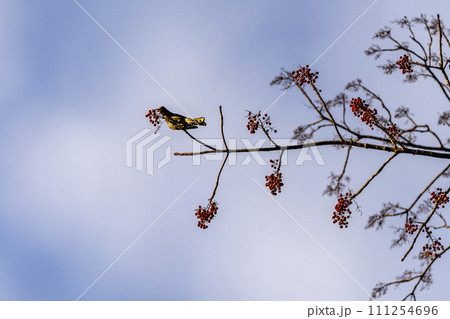 イイギリの赤い実を食べるヒヨドリ 111254696
