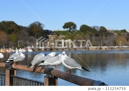 ゆりかもめ ゆりかもめ 111254758