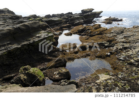 潮が引いた磯 潮だまり 海辺の環境 潮が引いた磯 潮だまり 海辺の環境 111254785