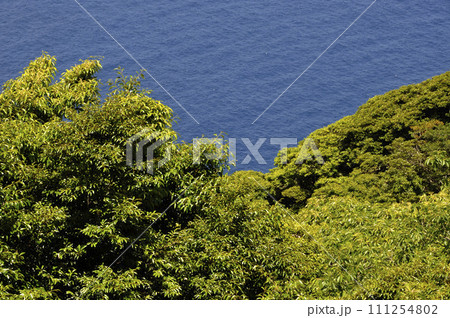 海岸林の新緑と海 111254802