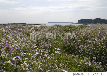 春春の海辺　満開のハマダイコン　海浜植物 111254812