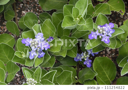 ハマゴウ　海岸植物 111254822