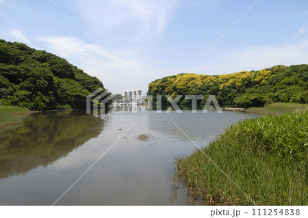 初夏の入り江 穏やかな海 小網代湾 初夏の入り江 穏やかな海 小網代湾 111254838