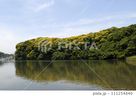 新緑の海岸林 初夏の海 新緑の海岸林 初夏の海 111254840