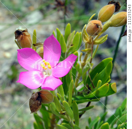 アフリカ最南端の都市ケープタウン　テーブルマウンテンの岩間に咲くオルフィウム 111255243