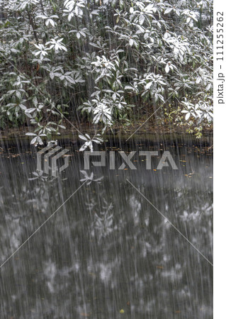 日本庭園の小さな池に降る雪・文京区・教育の森 日本庭園の小さな池に降る雪・文京区・教育の森 111255262