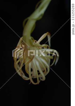 月下美人の花20220804 111255269