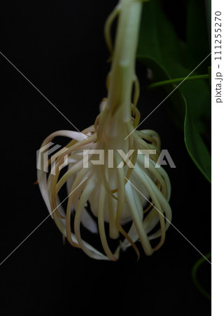 月下美人の花20220805 111255270