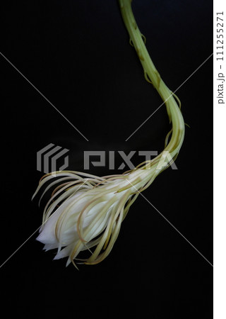 月下美人の花20220806 111255271