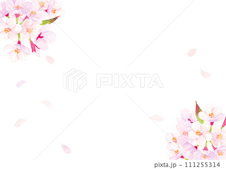 桜　水彩背景イラスト　 111255314