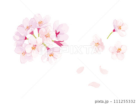 桜 水彩 ベクターイラスト 桜 水彩 ベクターイラスト 111255332