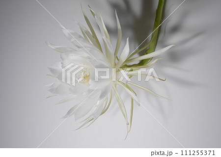 月下美人の花と影20220901 111255371